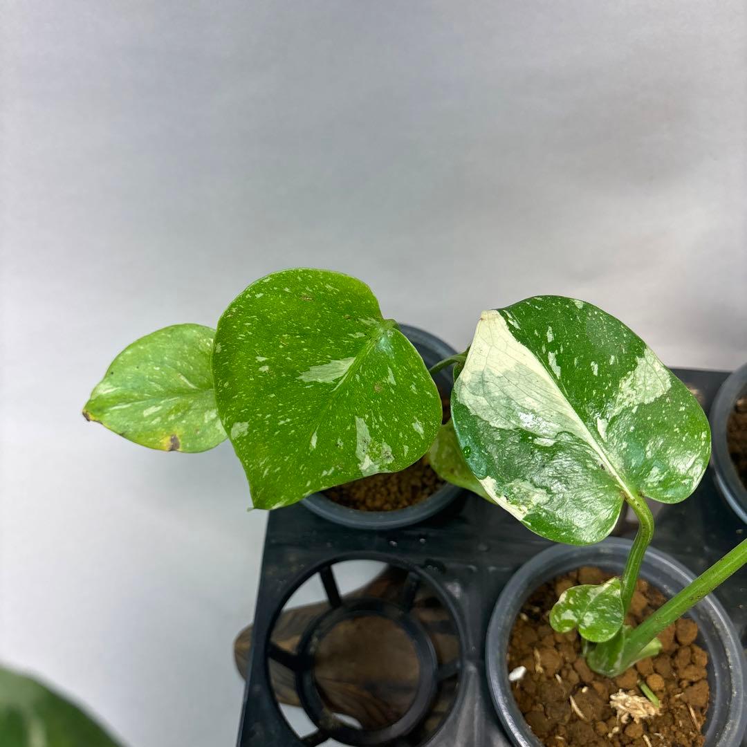 壱*）様 訳あり10株セットms75【特別選抜】モンステラ・タイコンステレーショ