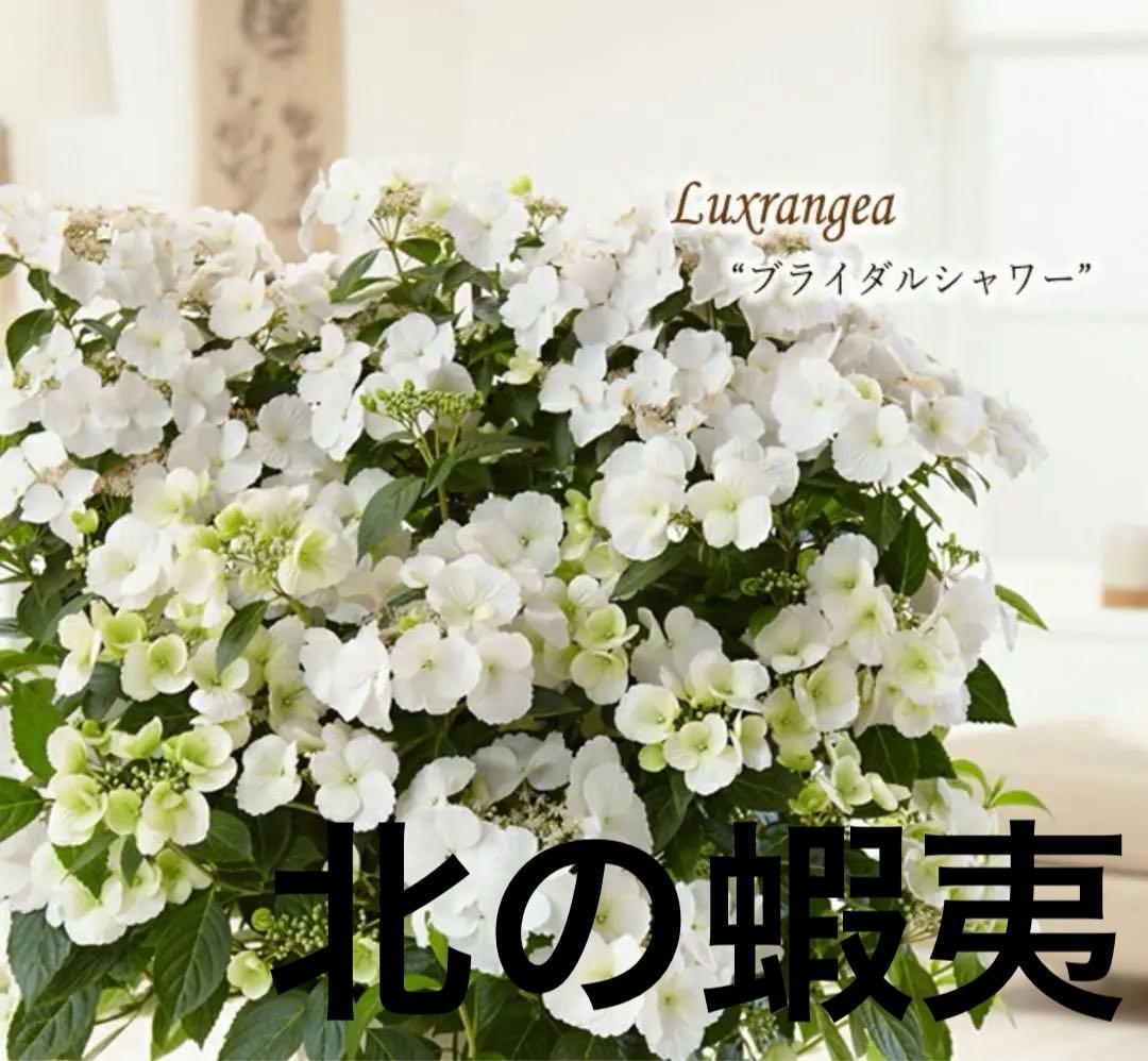 アジサイ　ラグランジアン　ブライダルシャワー　鉢40*40センチ花苗木