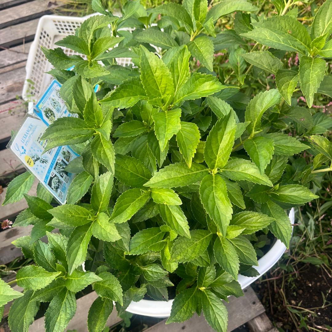 アジサイ　ラグランジアン　ブライダルシャワー　鉢40*40センチ花苗木