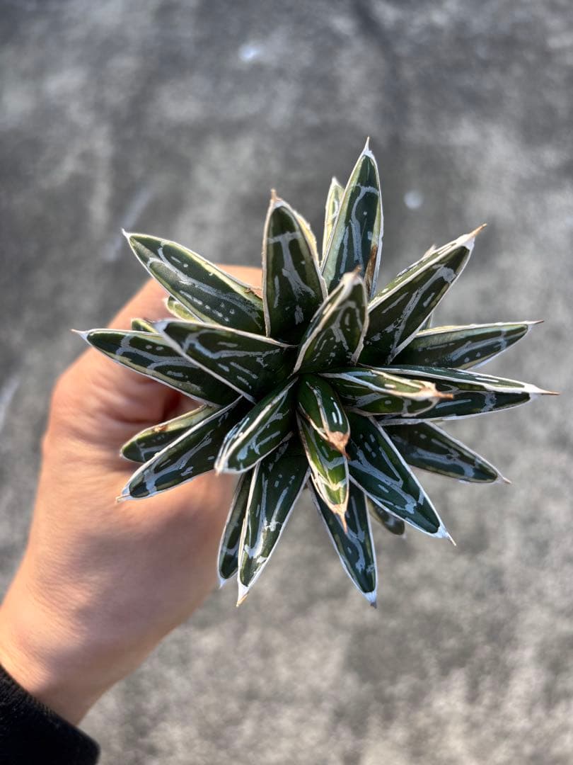 アガベ　姫笹の雪　白外斑入