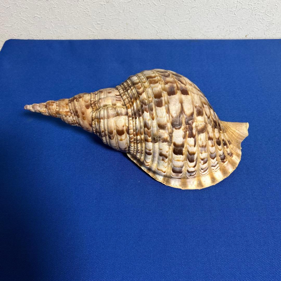 ホラ貝　33㎝　美品