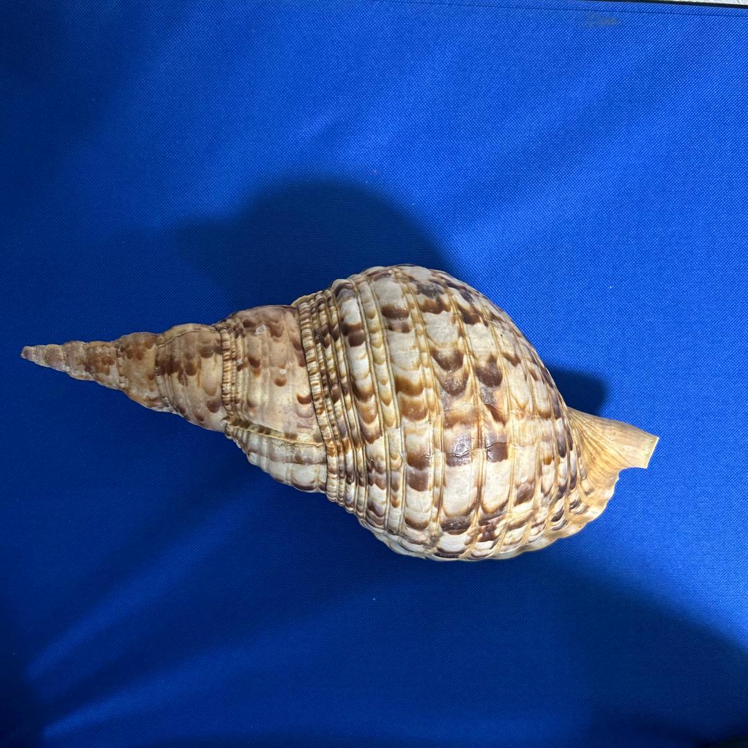 ホラ貝　33㎝　美品