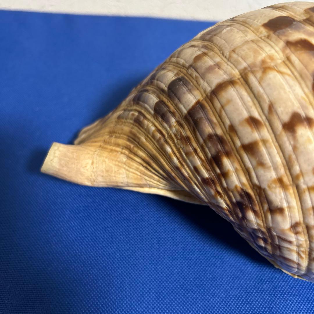 ホラ貝　33㎝　美品