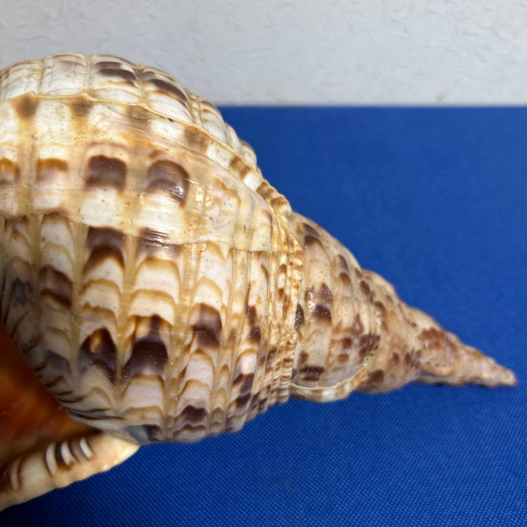 ホラ貝　33㎝　美品