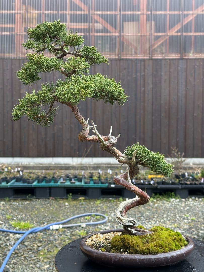 盆栽 糸魚川真柏 文人木