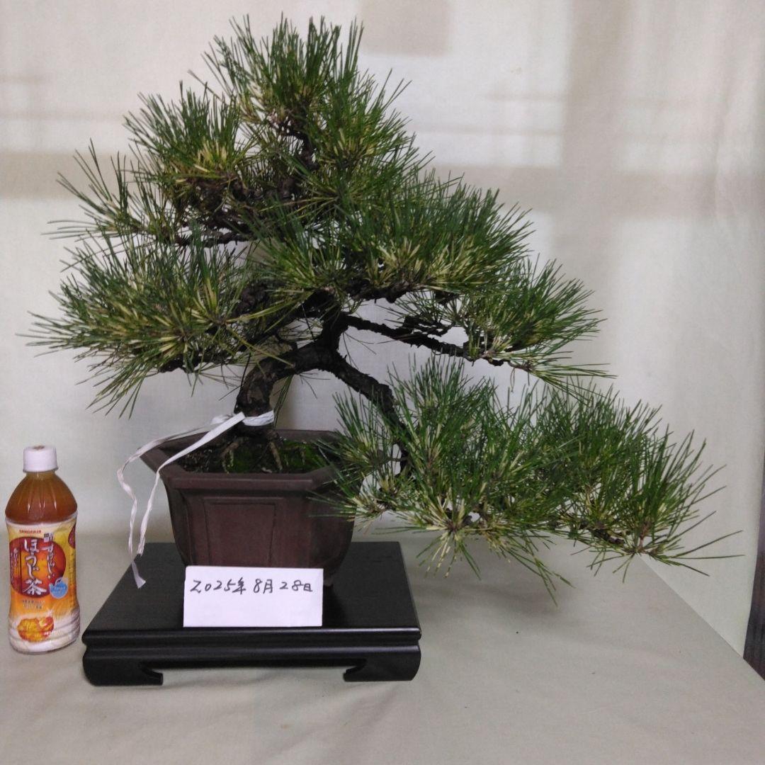 ジャノ芽松盆栽 2025年8月28日 超珍品、大幅値下げ。黒松、赤松、五葉松、