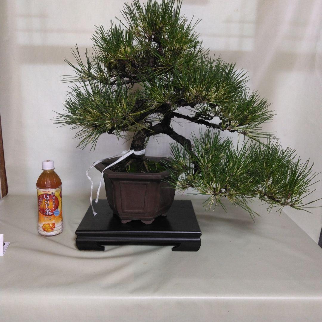 ジャノ芽松盆栽 2025年8月28日 超珍品、大幅値下げ。黒松、赤松、五葉松、