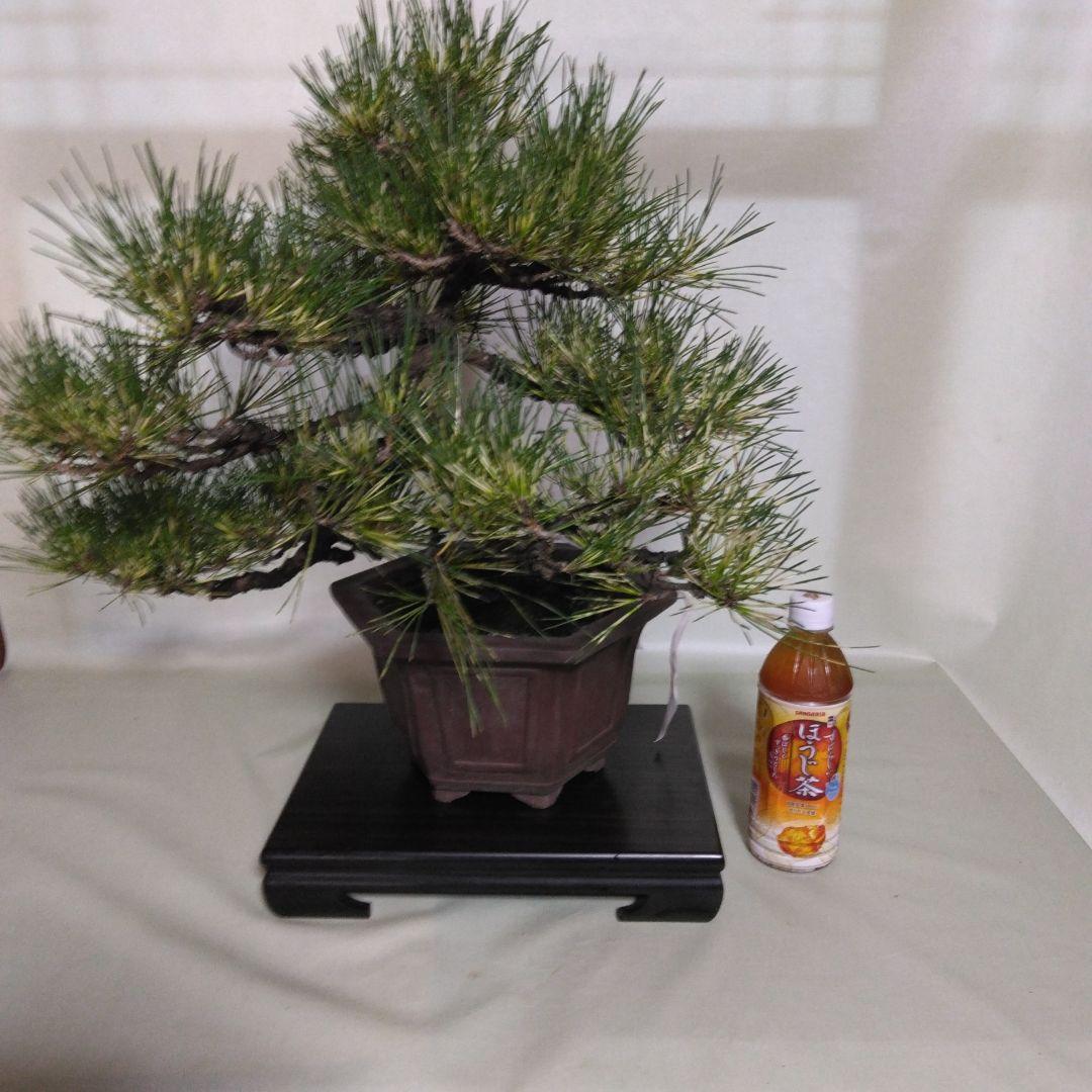 ジャノ芽松盆栽 2025年8月28日 超珍品、大幅値下げ。黒松、赤松、五葉松、