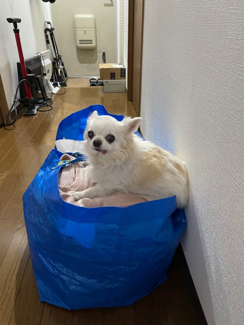 画像確認用　伏せポーズ