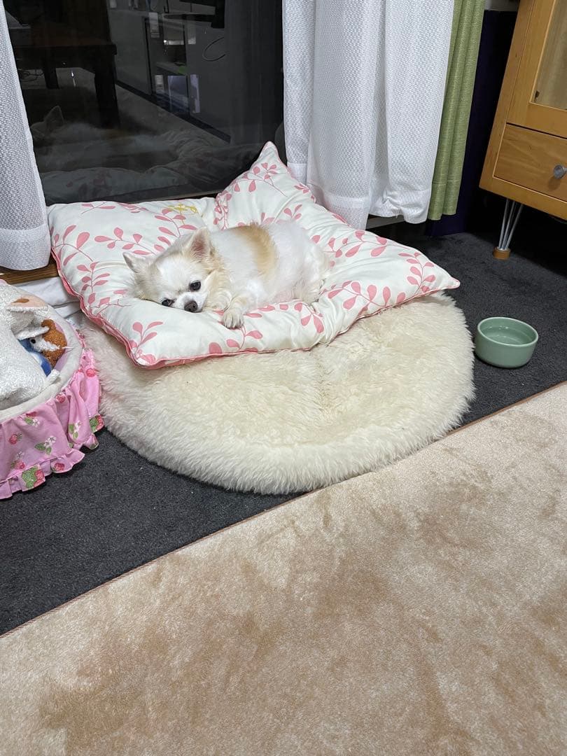 画像確認用　伏せポーズ