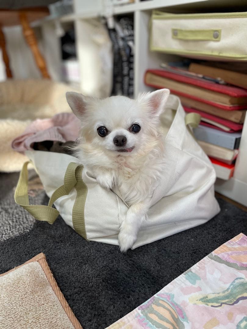 画像確認用　伏せポーズ