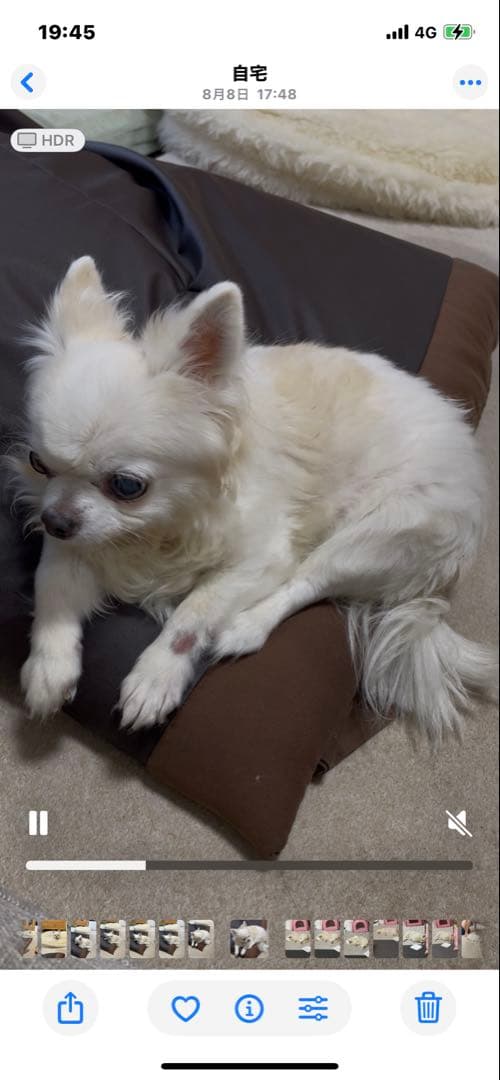 画像確認用　伏せポーズ