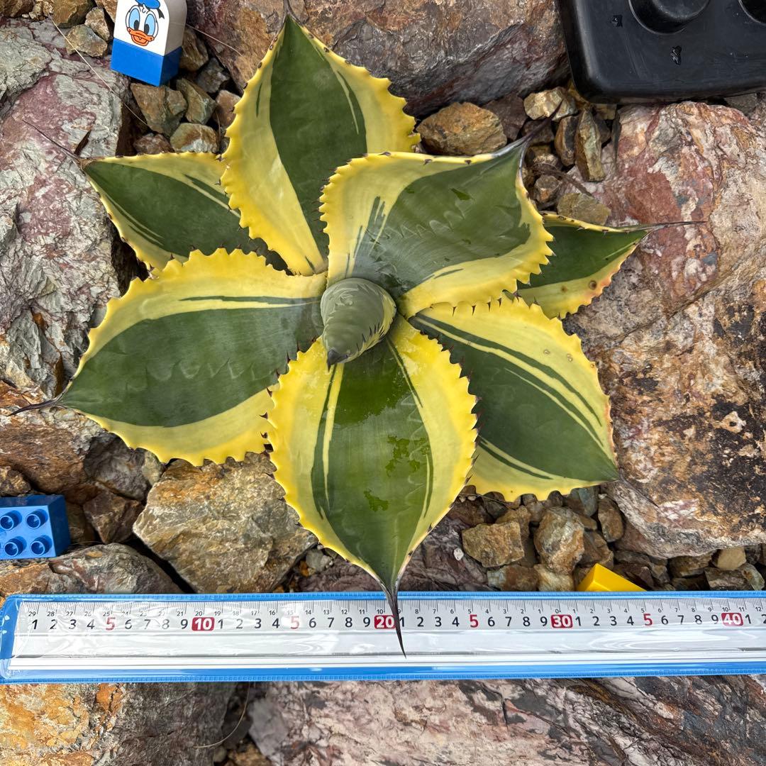 ひ*ろ様 アガベ　リップルエフェクト