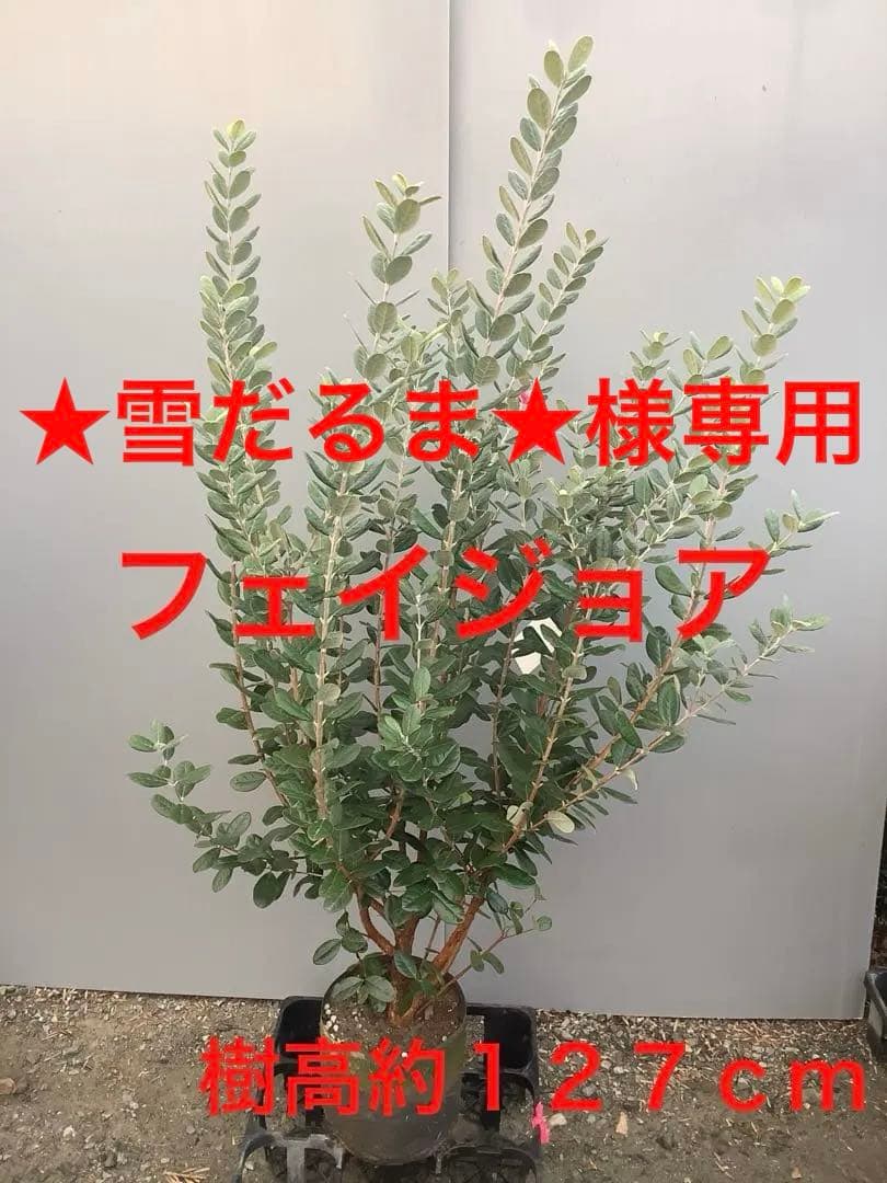 7-38果樹【★雪だるま★　フェイジョア】樹高約127cm【送料込み】
