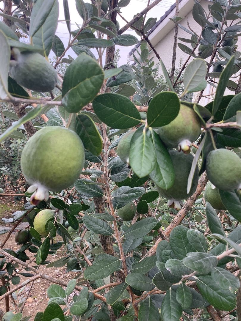7-38果樹【★雪だるま★　フェイジョア】樹高約127cm【送料込み】