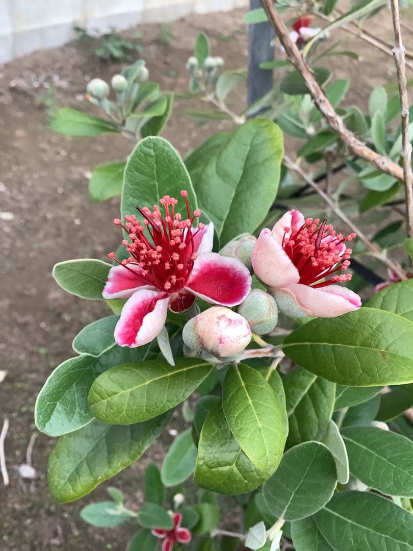 7-38果樹【★雪だるま★　フェイジョア】樹高約127cm【送料込み】