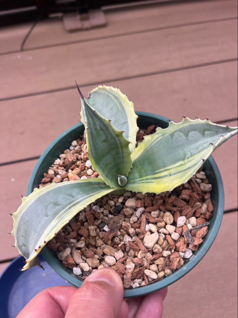 アガベ　リップルエフェクト