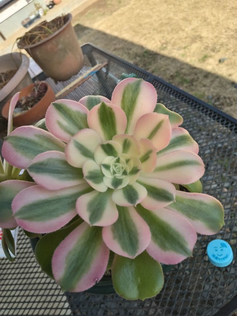 ☆確認用☆ アエオニウム 雨花石