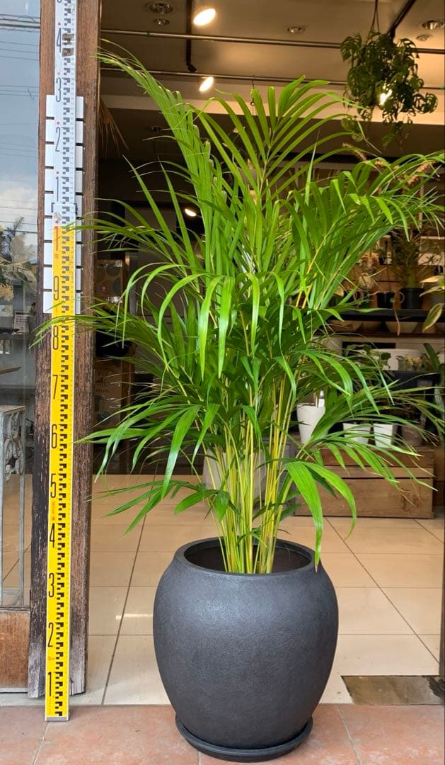 アレカヤシ ファイバー鉢 お皿付き