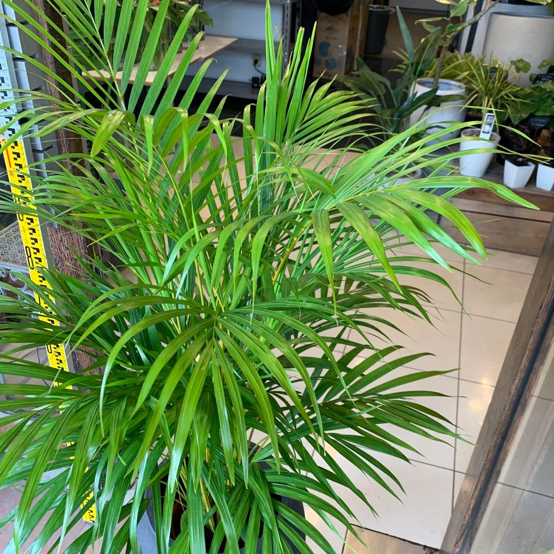 アレカヤシ ファイバー鉢 お皿付き