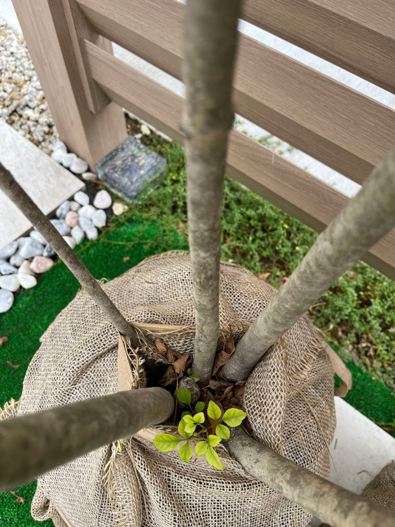 アオダモ　約：220cm　と　金木犀　約：140cm　まとめ売り