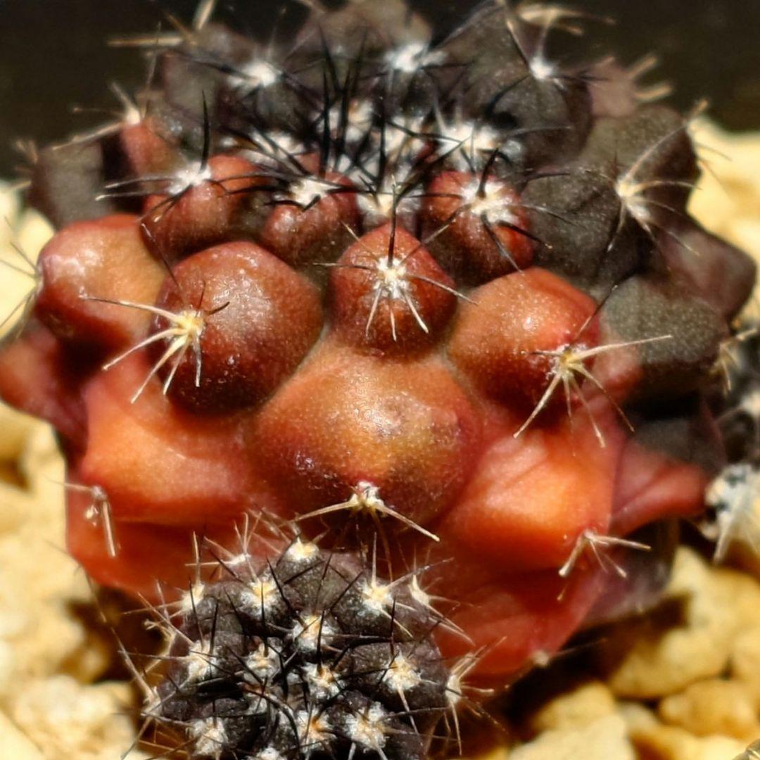 Copiapoa dura hybrid（20260104-01）