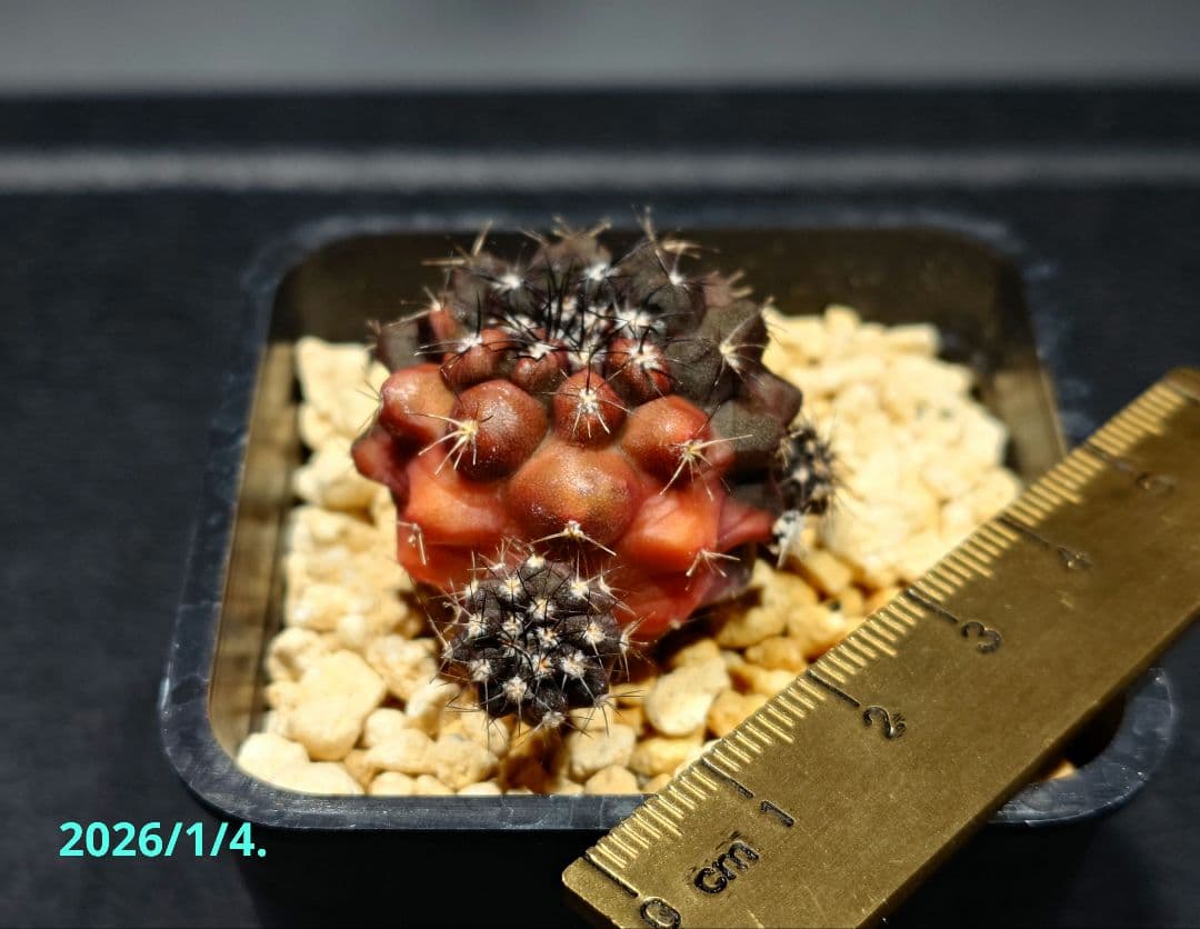 Copiapoa dura hybrid（20260104-01）