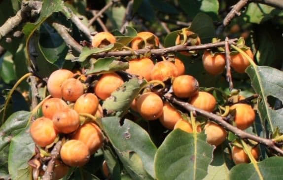 豆柿(マメガキ)太木／現在落葉中