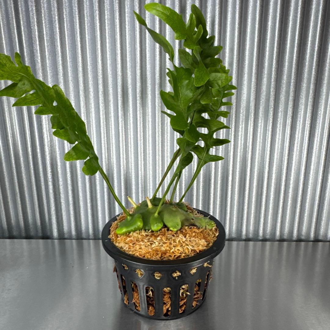 macrophage様ご確認用出品