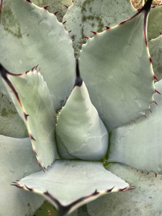 極耐寒アガベ　パリー　ホーチエンシス　大株　地植え元気株　Ⅱ