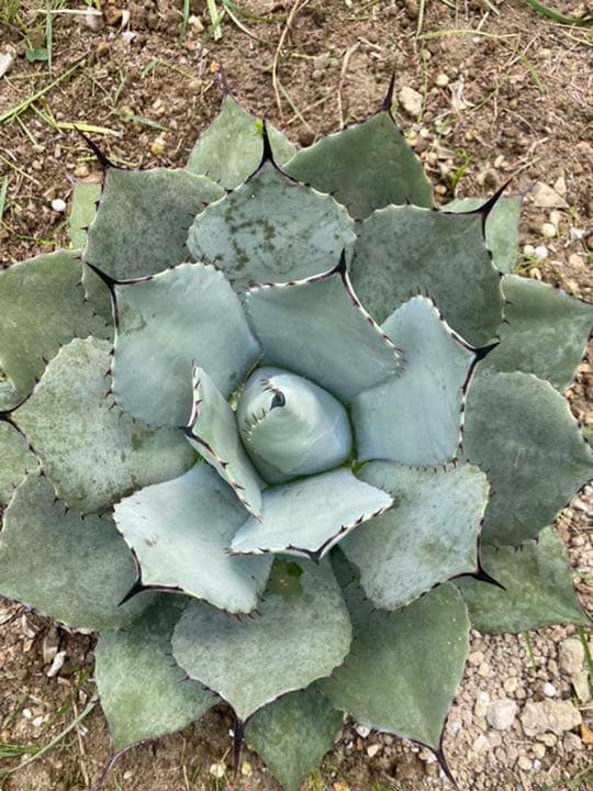 極耐寒アガベ　パリー　ホーチエンシス　大株　地植え元気株　Ⅱ