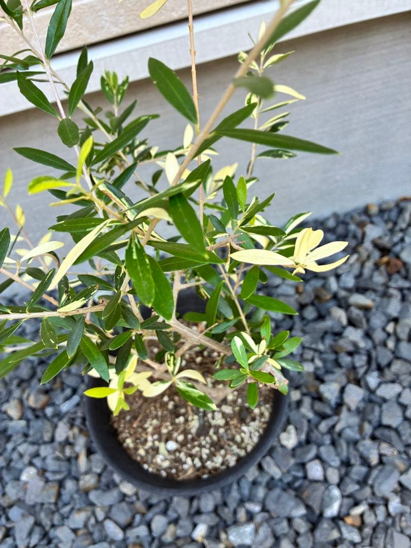 斑入りオリーブ　鉢物