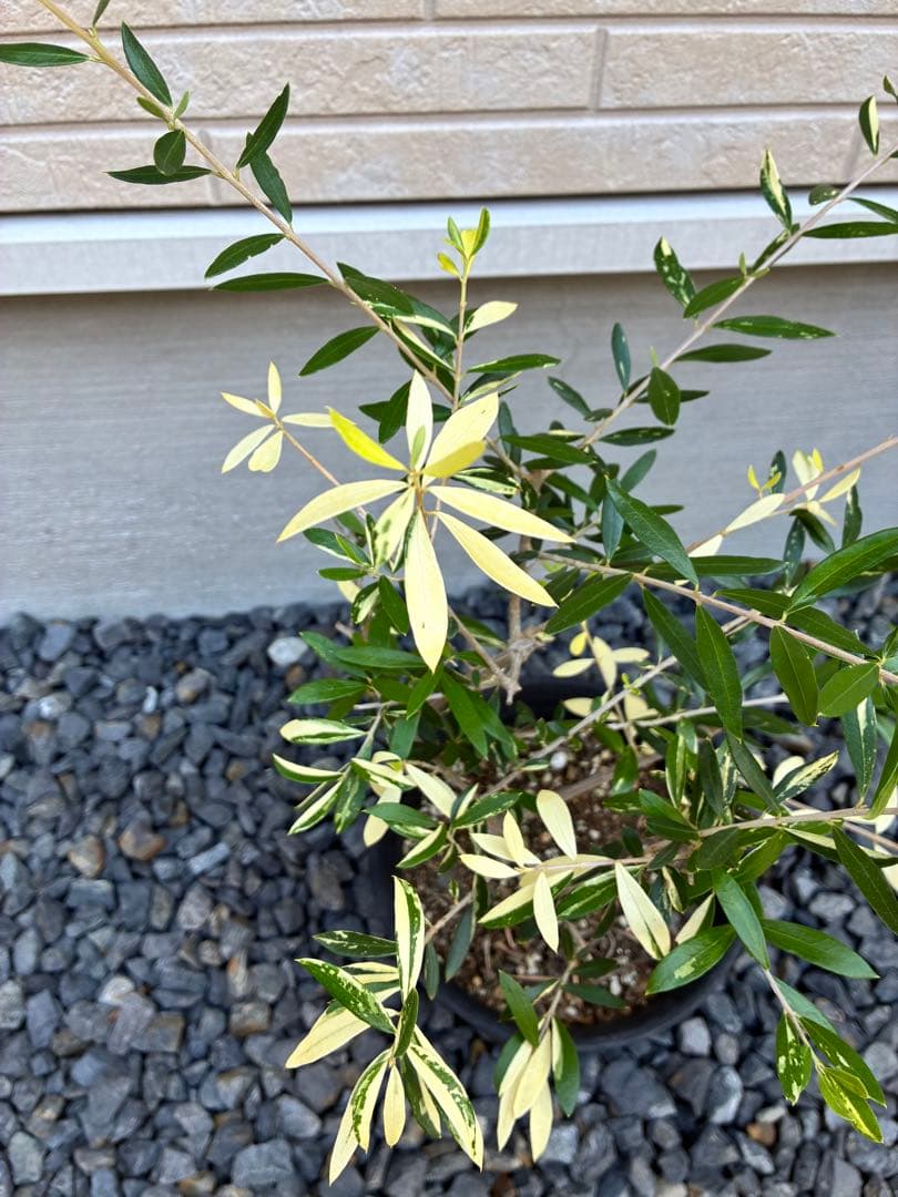 斑入りオリーブ　鉢物