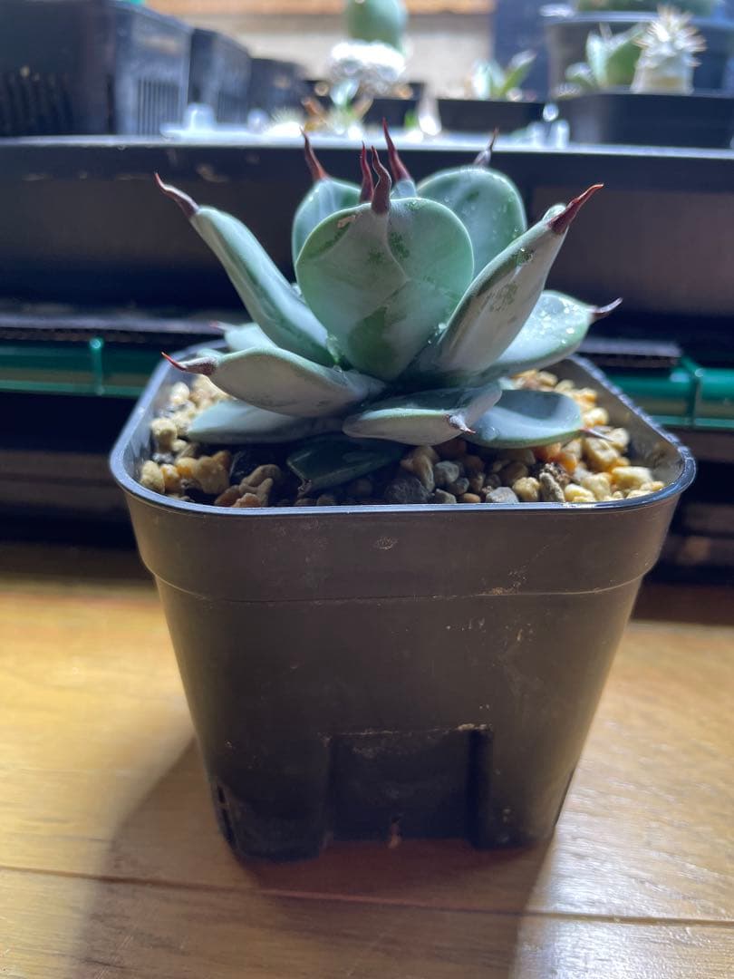 アガベ 一本刺 一本棘 イシスメンシス