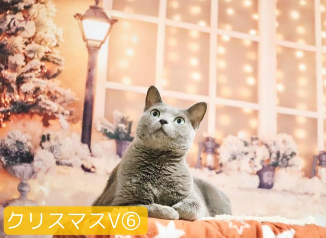 紅葉　背景布秋XD③　ペット撮影用　80×120cm　トリミングチョーカー販売中