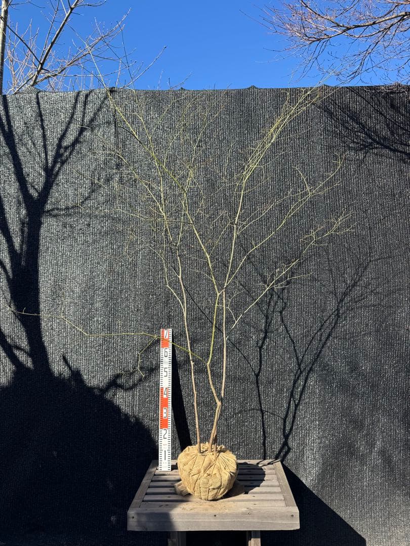 山採り　ヤマモミジ　株立ち　美幹　自然樹形　【品番3525】