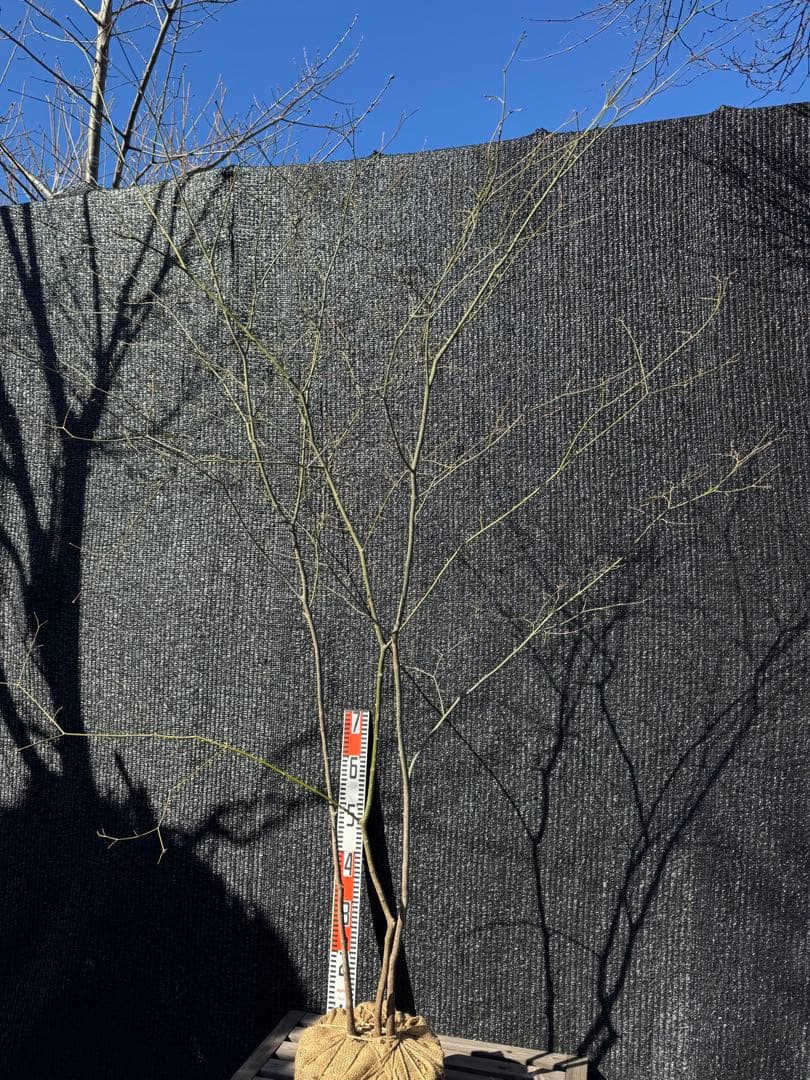 山採り　ヤマモミジ　株立ち　美幹　自然樹形　【品番3525】