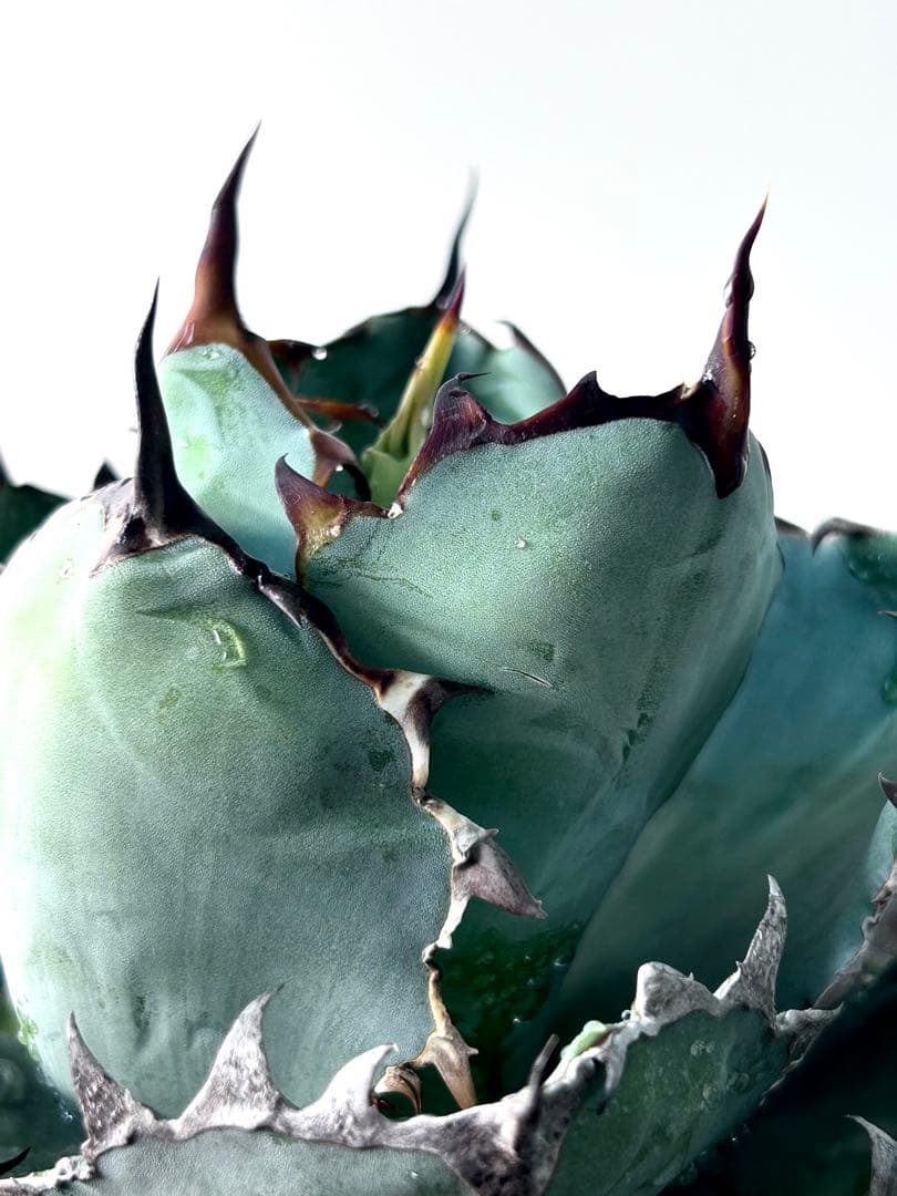 【コレクション、大株】アガベ　ブラックアンドブルー ボールタイプ　No.14