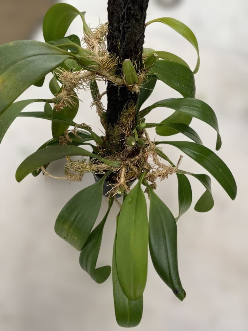 超大株　洋蘭原種　Bulbophyllum patens バルボ　パテンス