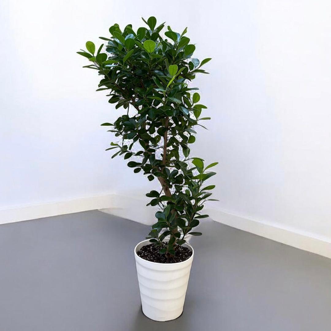 ☆ パンダガジュマル 118cm 8号 緩やかな曲がり幹♪