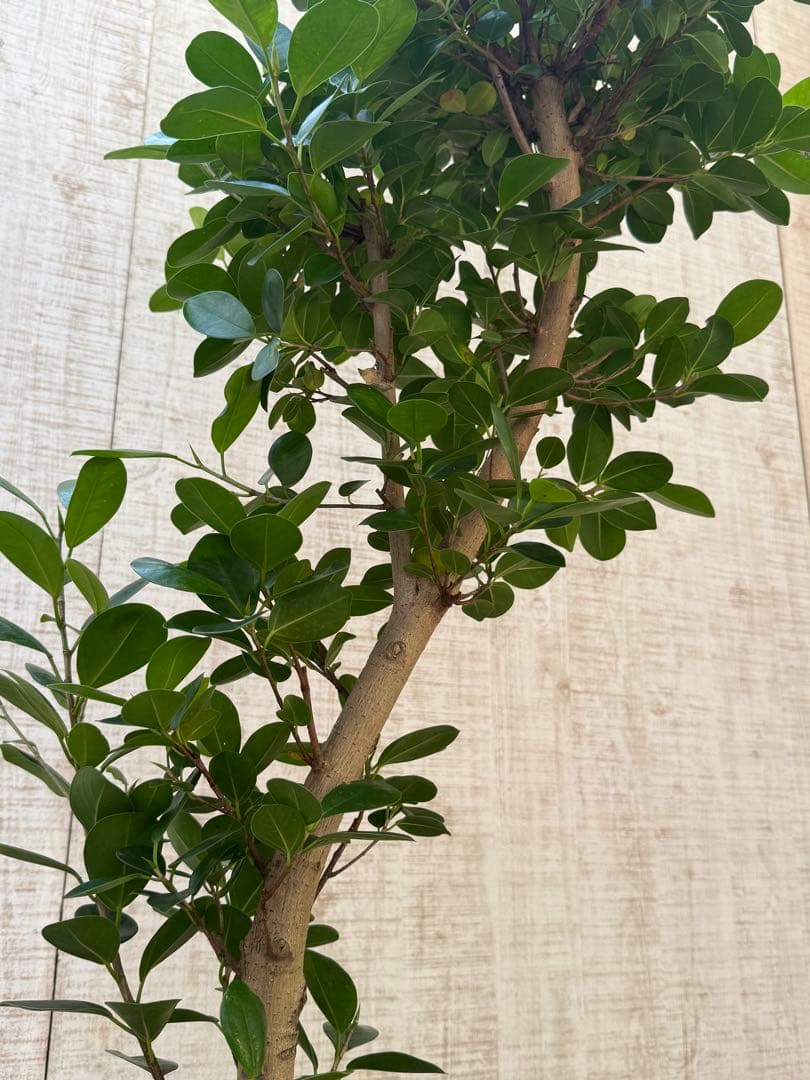 ☆ パンダガジュマル 118cm 8号 緩やかな曲がり幹♪