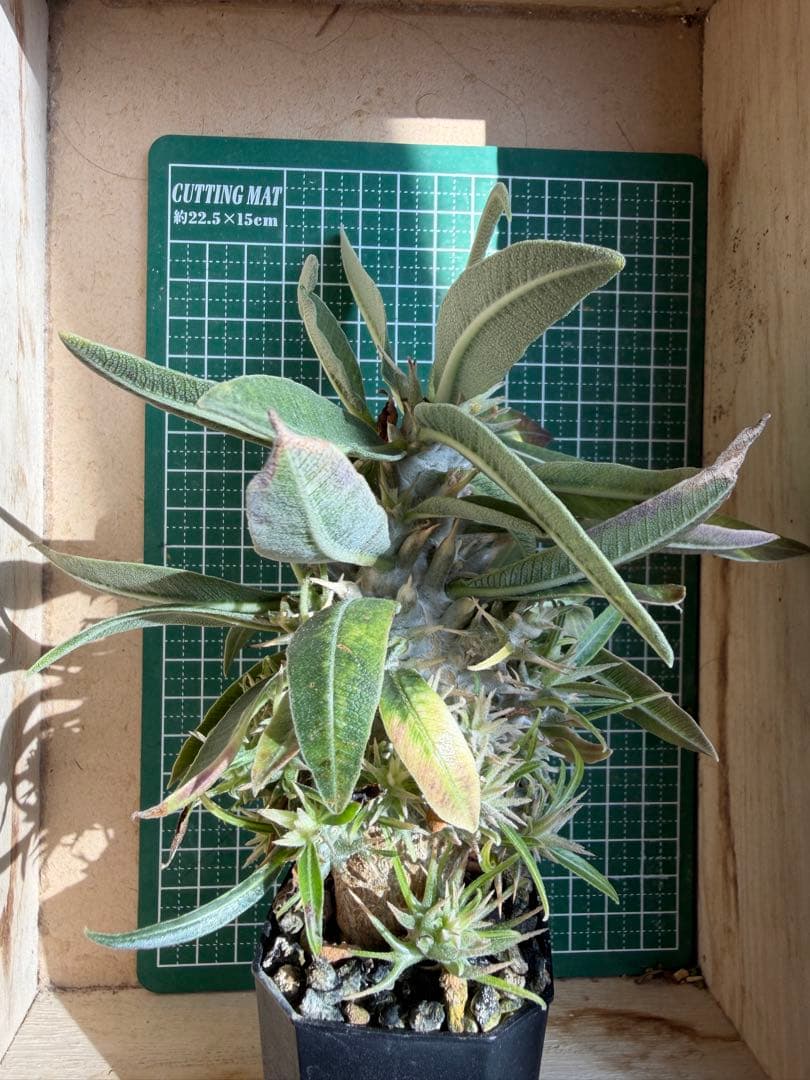 グラキリス 特殊！？ 実生