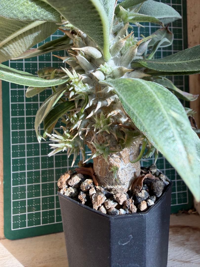 グラキリス 特殊！？ 実生