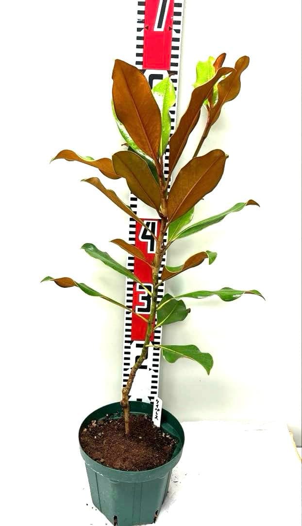 ケイパレス マグノリア 泰山木 タイサンボク 苗 苗木 小型品種