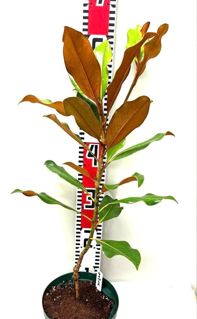 ケイパレス マグノリア 泰山木 タイサンボク 苗 苗木 小型品種