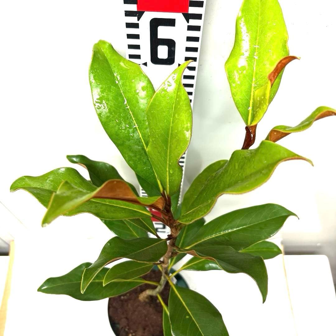 ケイパレス マグノリア 泰山木 タイサンボク 苗 苗木 小型品種