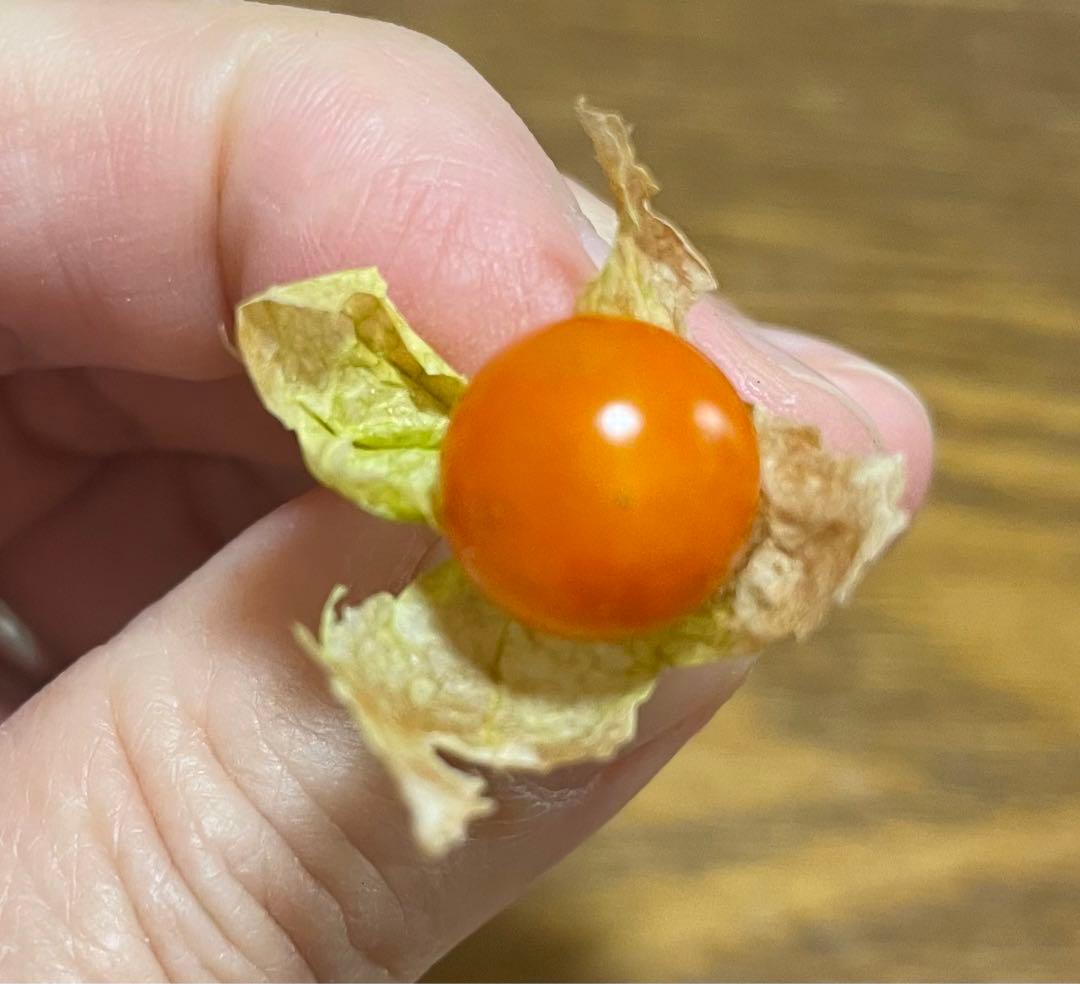 絶滅危惧種 ヤマホウズキの完熟実80個(今期最後)