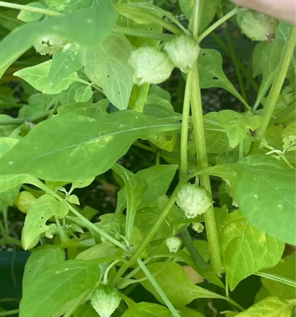 絶滅危惧種 ヤマホウズキの完熟実80個(今期最後)