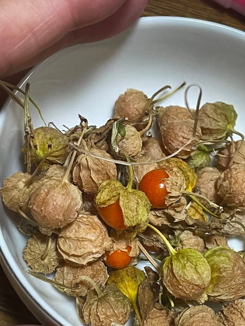 絶滅危惧種 ヤマホウズキの完熟実80個(今期最後)