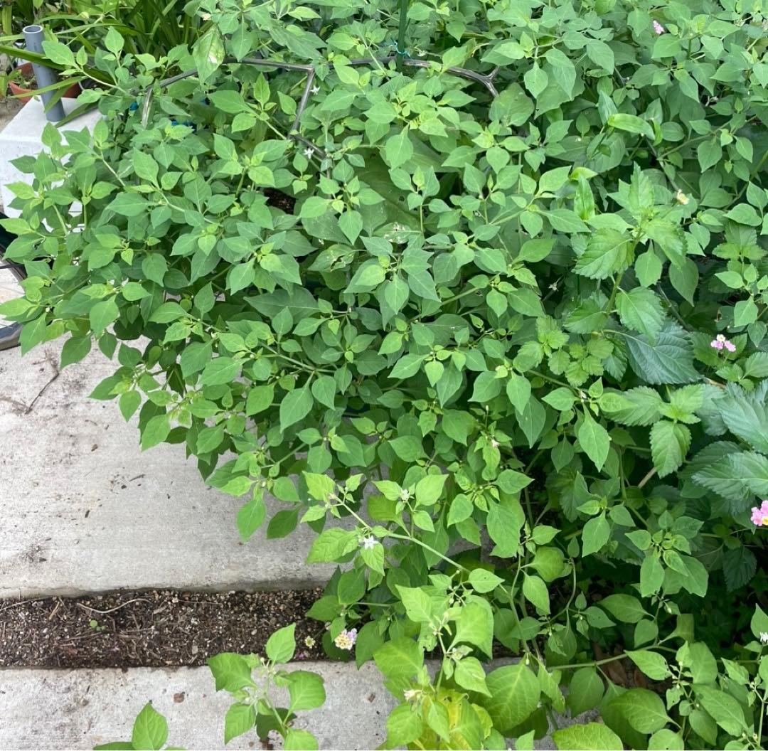 絶滅危惧種 ヤマホウズキの完熟実80個(今期最後)